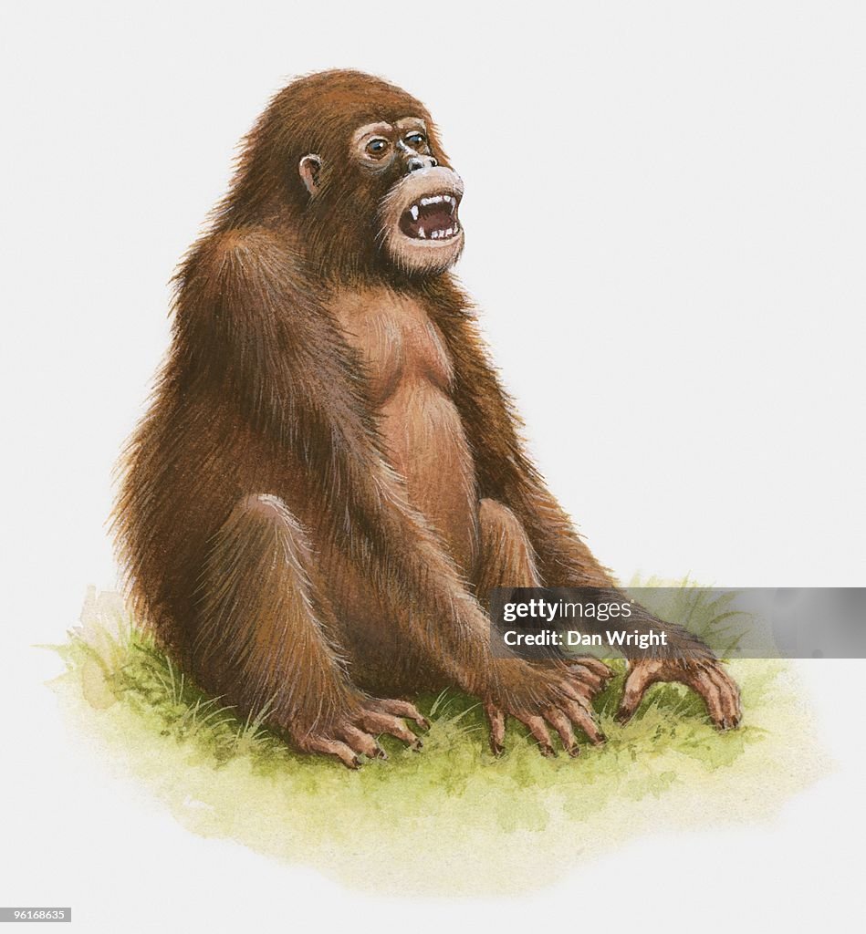 Illustration of Sivapithecus indicus