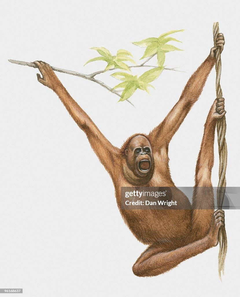 Illustration of Orangutan hanging from branch and vine