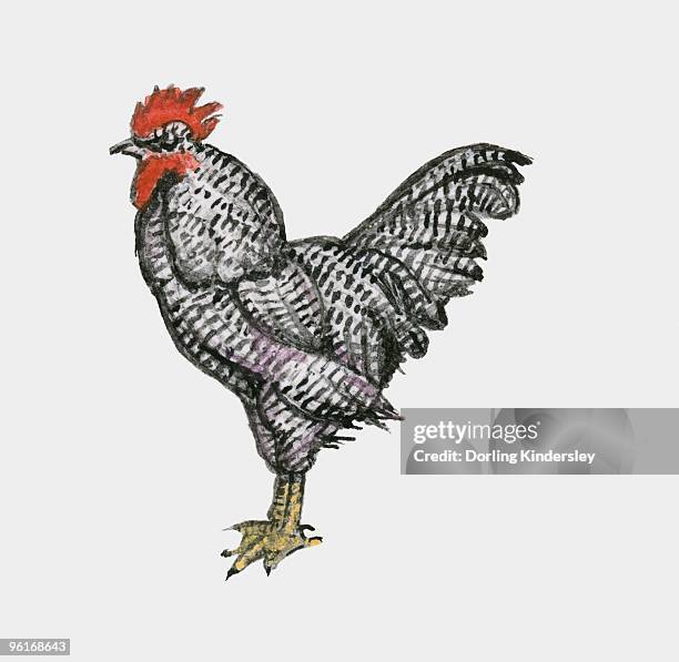illustration of plymouth rock chicken also known as barred rocks - plymouth rock stock illustrations