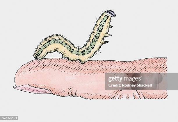 Illustration Of Caterpillar On Finger, Foto de stock