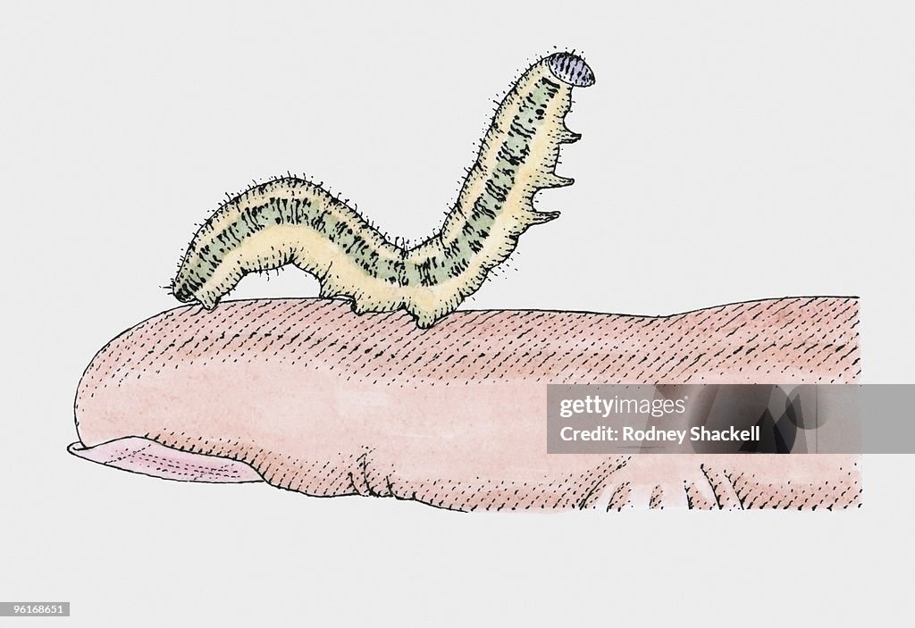 Illustration of caterpillar on finger