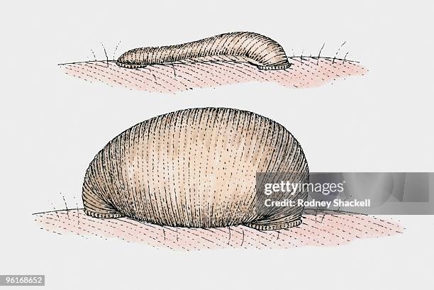 illustrazioni stock, clip art, cartoni animati e icone di tendenza di illustration of leech before and after sucking blood - succhiare il sangue