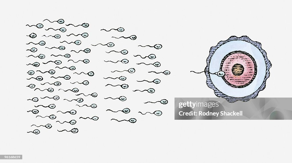 Illustration of human sperm behind single sperm penetrating human egg