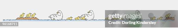 ilustraciones, imágenes clip art, dibujos animados e iconos de stock de sequence of illustrations of ducks and ducklings - tinta y pincel