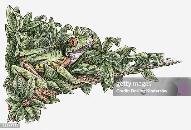 illustrations, cliparts, dessins animés et icônes de illustration of red-eyed tree frog (agalychnis callidryas) camouflaged in leaves on branch - peinture à l’encre de chine