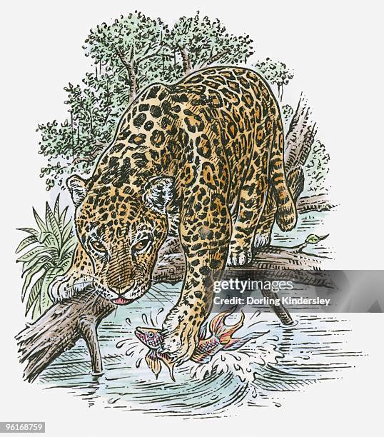 ilustraciones, imágenes clip art, dibujos animados e iconos de stock de illustration of leopard (panthera pardus) standing on branch above water with fish in paw - tinta y pincel