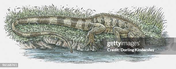 illustrations, cliparts, dessins animés et icônes de illustration of iguana drinking at water's edge - peinture à l’encre de chine