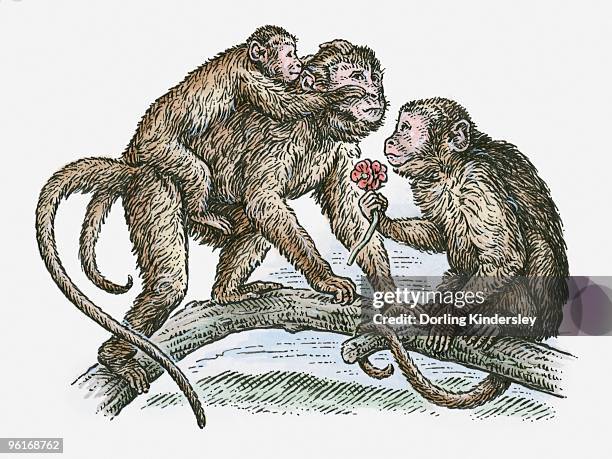 illustrations, cliparts, dessins animés et icônes de illustration of monkey family on tree branch - peinture à l’encre de chine