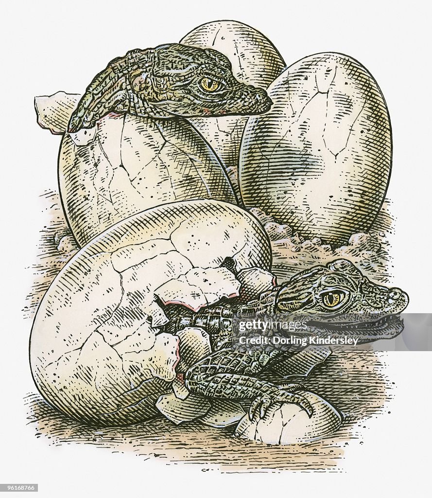 Illustration of young crocodiles hatching from eggs