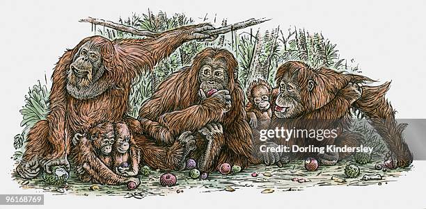 ilustraciones, imágenes clip art, dibujos animados e iconos de stock de illustration of orang-utan family feeding on fruit - tinta y pincel