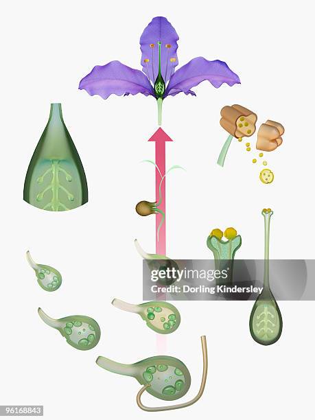 life cycle of a flowering plant - stamen stock illustrations