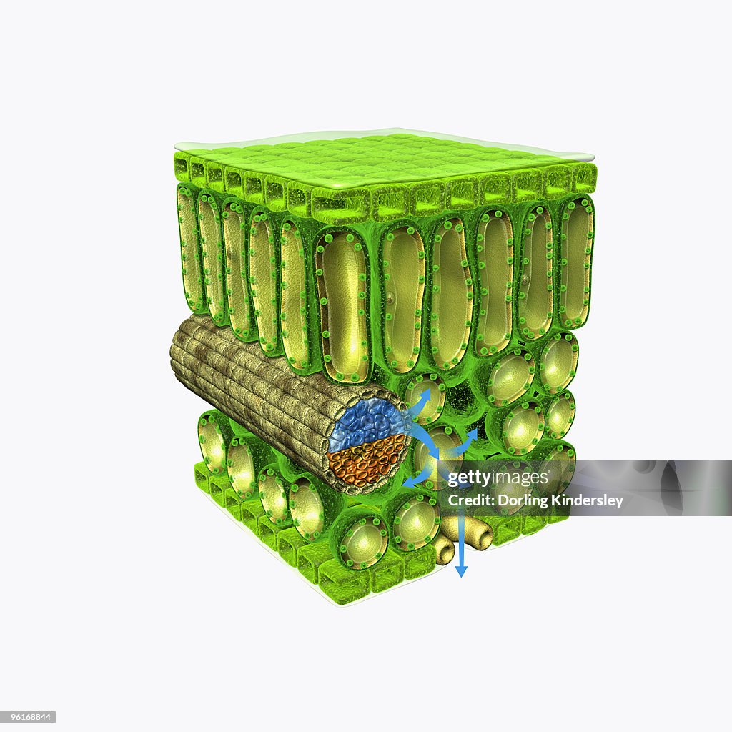 Illustration of cross-section through leaf, showing upper epidermis, palisade mesophyll, xylem vesse