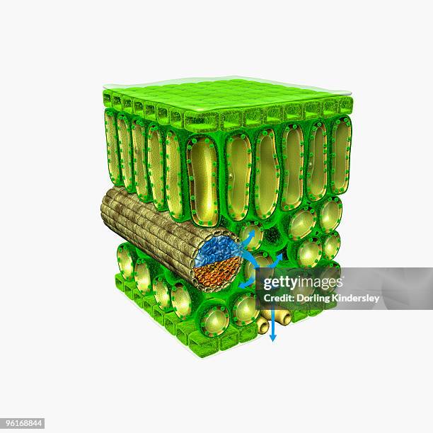 illustration of cross-section through leaf, showing upper epidermis, palisade mesophyll, xylem vesse - vascular tissue stock illustrations