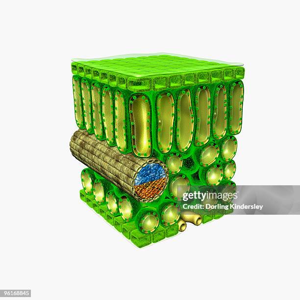 illustration of cross-section through leaf, showing upper epidermis, palisade mesophyll, xylem vesse - siebteil stock-grafiken, -clipart, -cartoons und -symbole