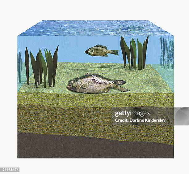 Dead Fish Structure 223 Dead Fish High Res Illustrations - Getty Images