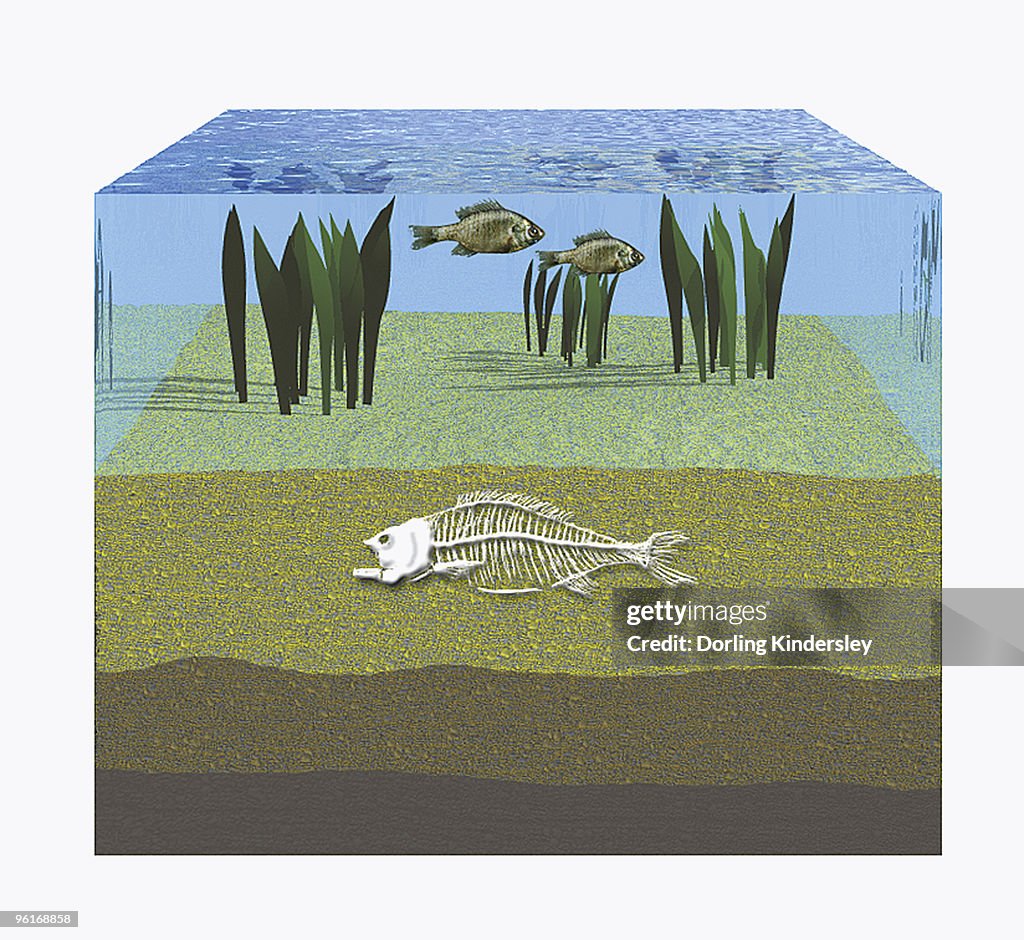 Illustration of fossilization, fish skeleton buried in ocean floor