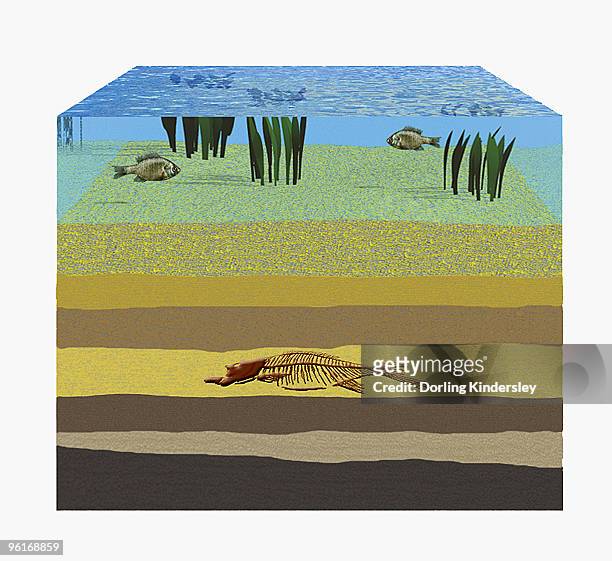 ilustraciones, imágenes clip art, dibujos animados e iconos de stock de illustration of fossilization, fish skeleton compressed by overlying rock - fish skeleton