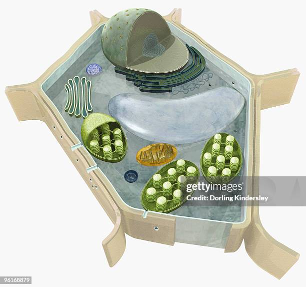 ilustraciones, imágenes clip art, dibujos animados e iconos de stock de illustration of the structure of a plant cell, including nucleus, nucleolus, ribosome, endoplasmatic - mitocondria