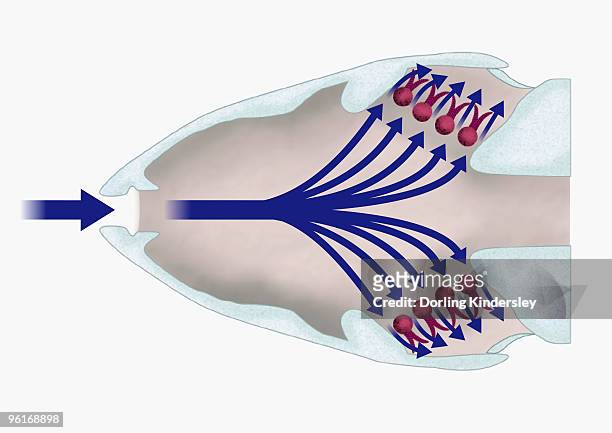 illustration of respiratory system of a fish with gill filaments (lamellae) highlighted in red - respiratory system stock-grafiken, -clipart, -cartoons und -symbole