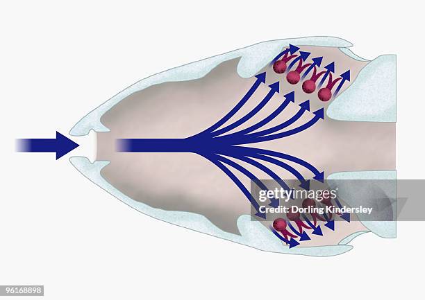 illustration of respiratory system of a fish with gill filaments (lamellae) highlighted in red - fish gills stock illustrations