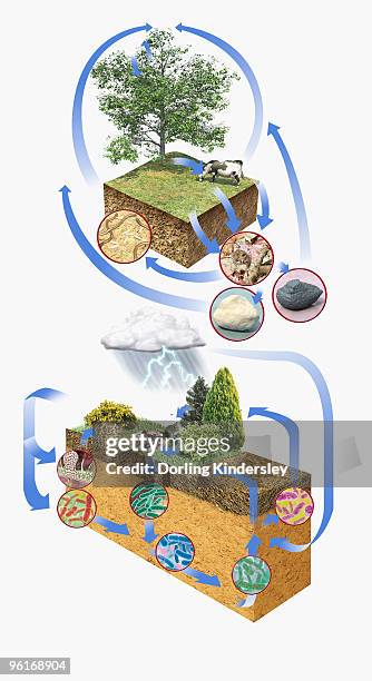 illustration of carbon cycle and nitrogen cycle - carbon cycle stock-grafiken, -clipart, -cartoons und -symbole