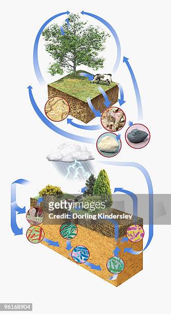 illustration of carbon cycle and nitrogen cycle - biosphere planet earth stock illustrations