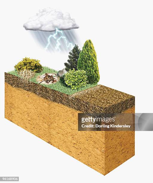 illustration of lightning above landscape with animals and plants, converting atmospheric nitrogen i - biosphere planet earth stock illustrations