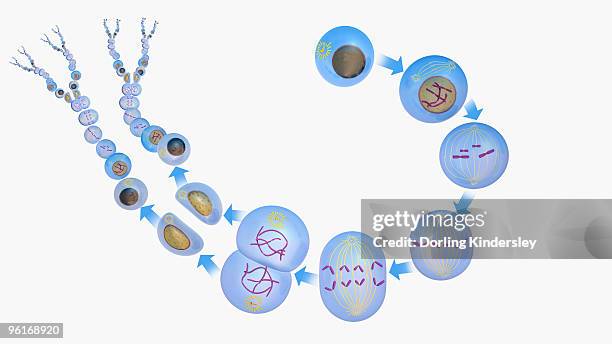 ilustraciones, imágenes clip art, dibujos animados e iconos de stock de illustration of new cells being produced, full cycle from interphase, through mitosis (early prophas - anafase