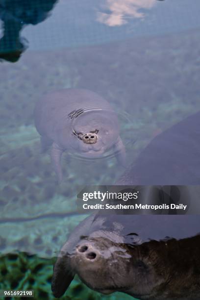 An African manatee cub and its mother are seen at Chimelong Ocean Kingdom on May 22, 2018 in Zhuhai, Guangdong Province of China. The manatee cub was...