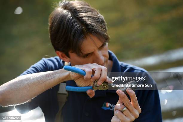 Matt Ashton, Maryland Department of Natural Resources biologist, checks the gender of Eastern Elliptio mussels on May 3, 2018. Ashton and Jennifer...