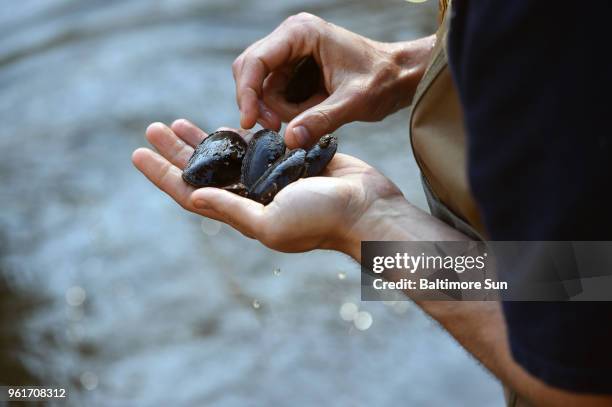 Matt Ashton, Maryland Department of Natural Resources biologist, looks at Eastern Elliptio, freshwater mussels on May 3, 2018. Ashton and Jennifer...