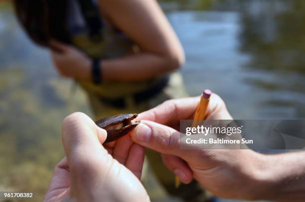 Matt Ashton, Maryland Department of Natural Resources biologist, checks the gender of Eastern Elliptio mussels on May 3, 2018. Ashton and Jennifer...