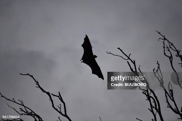Bat flies between trees in Guwahati on May 23, 2018. - A deadly virus carried by fruit bats has killed at least five people in southern India and...