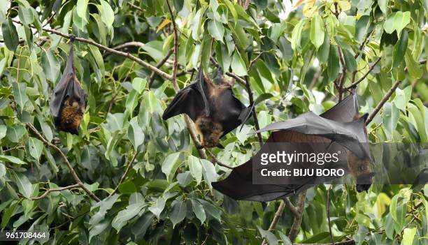 Bats take rest on trees in Guwahati on May 23, 2018. - A deadly virus carried by fruit bats has killed at least five people in southern India and...
