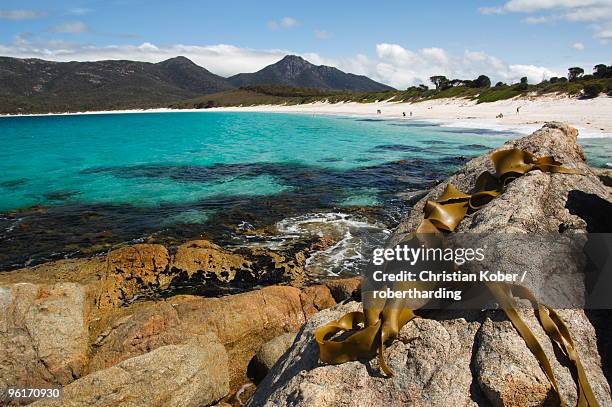 seaweed and lichen covered rock on wineglass bay, coles bay, freycinet peninsula, freycinet national park,tasmania, australia, pacific - freycinet foto e immagini stock