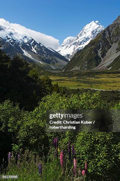 lupins in flower below aoraki (mount cook), 3755m, the highest peak in new zealand, te wahipounamu unesco world heritage site, aoraki (mount cook) national park, southern alps, mackenzie country, south island, new zealand, pacific - mackenzie country stock pictures, royalty-free photos & images