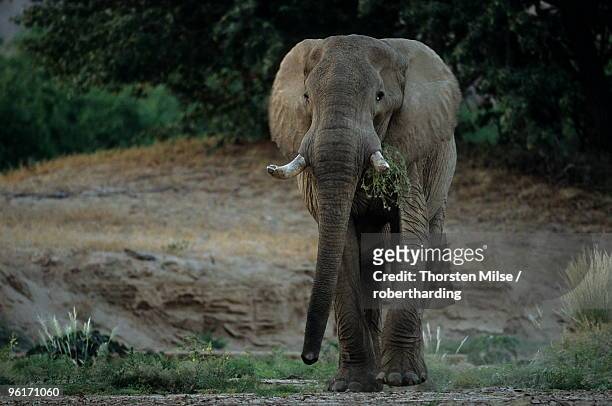 desert-dwelling elephant, loxodonta africana africana, dry river, hoanib, kaokoland, namibia, africa - desert elephant stock pictures, royalty-free photos & images
