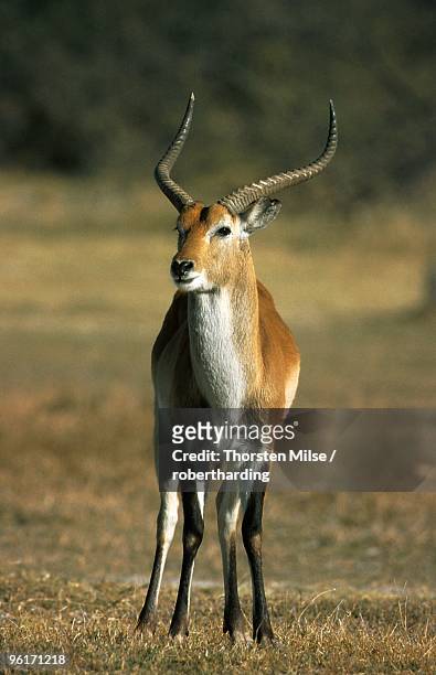 red lechwe, kobus leche leche, moremi wildlife preserve, botswana, africa - leche stock pictures, royalty-free photos & images