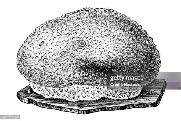 spongia officinalis, better known as bath sponge - spongia stock illustrations