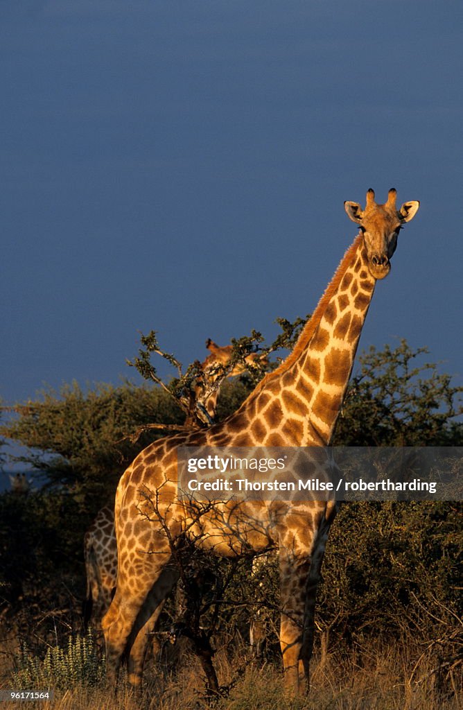 Giraffe, Giraffa camelopardalis, Erongo region, Namibia, Africa