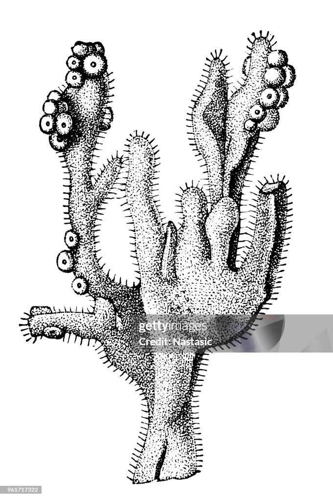Esponja marina (Axinella cinnamomea)