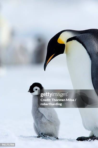 emperor penguin (aptenodytes forsteri) and chick, snow hill island, weddell sea, antarctica, polar regions - penguin island imagens e fotografias de stock