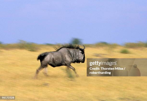 blue wildebeest, connochaetes tauvinus, chobe national park, savuti, botswana, africa - savuti reserve stock pictures, royalty-free photos & images