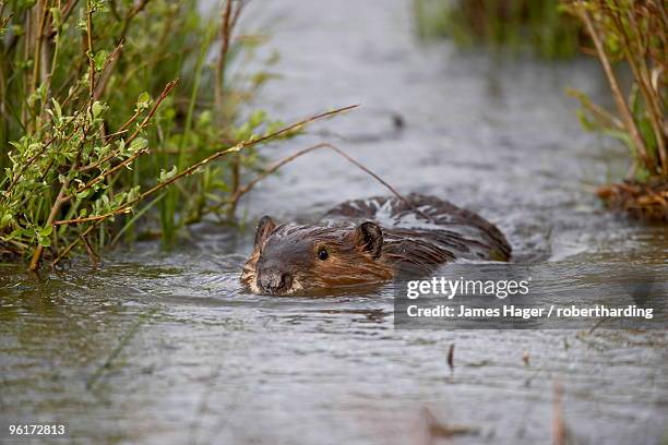 beaver (castor canadensis) swimming in soda butte creek, yellowstone national park, wyoming, united states of america, north america - yellowstone national park stock pictures, royalty-free photos & images