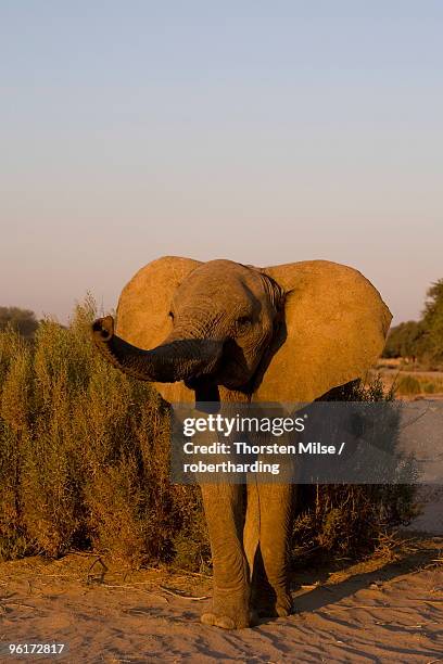 desert-dwelling elephant (loxodonta africana africana), namibia, africa - desert elephant stock pictures, royalty-free photos & images