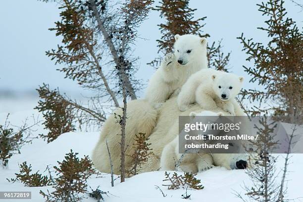 polar bear (ursus maritimus) mother with triplets, wapusk national park, churchill, hudson bay, manitoba, canada, north america - hudson bay 個照片及圖片檔