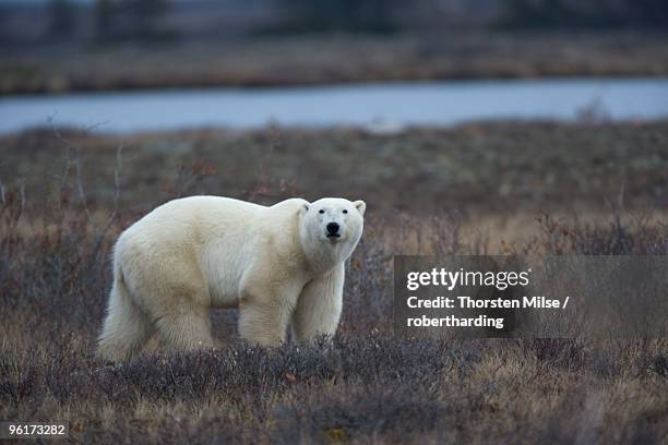 polar bear, ursus maritimus, churchill, manitoba, canada, north america - cape churchill stock pictures, royalty-free photos & images