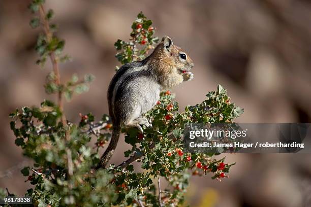 golden-mantled squirrel (citellus lateralis) eating berries, ancient bristlecone pine forest, california, united states of america, north america - golden mantled ground squirrel imagens e fotografias de stock