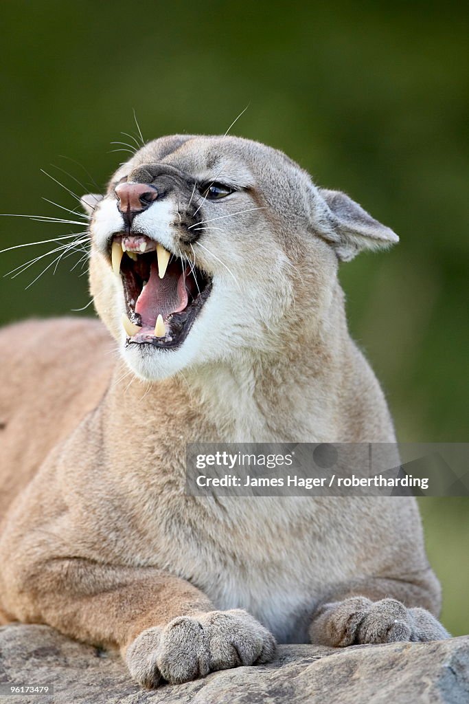 Mountain lion (cougar) (Felis concolor), in captivity Sandstone, Minnesota, United States of America, North America