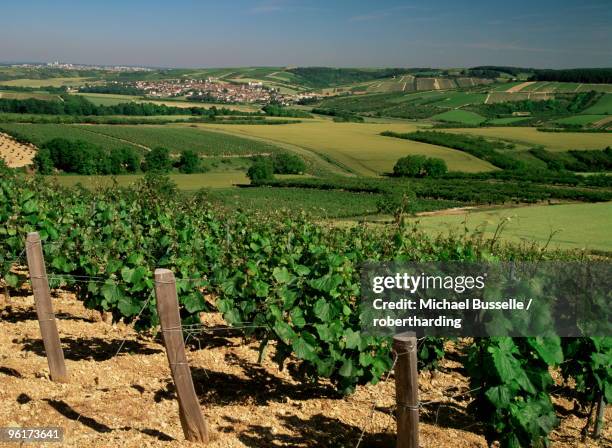 vineyards near irancy, burgundy, france, europe - irancy stockfoto's en -beelden